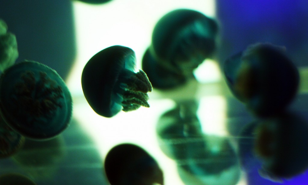 Mika Ninagawa x SUMIDA Aquarium Jellyfish kaleidoscope tunnel9